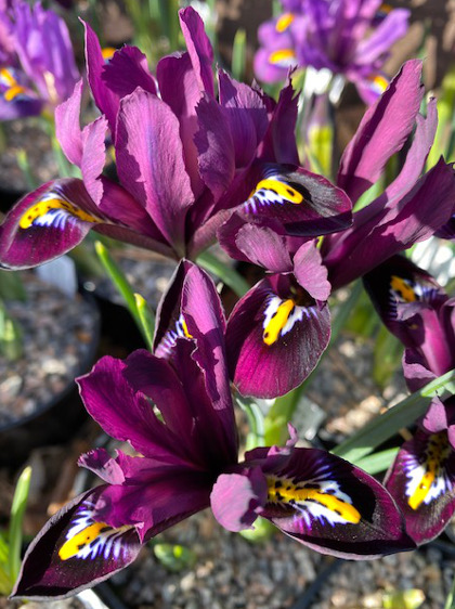 Iris reticulata 'Purple Hill' 